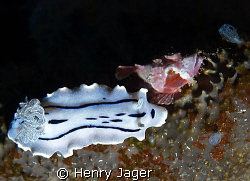 Baby scorpionfish with it's big friend nudi (Olympus E330... by Henry Jager 